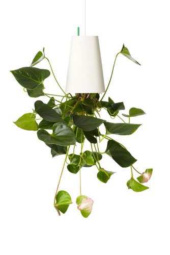 Weißer hängender Blumentopf Boskke Sky Planter mit kopfüber wachsender grüner Pflanze